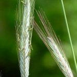 Spighe di segale - Foto Adamo Martino